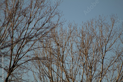 bird of prey perched on the branches of trees