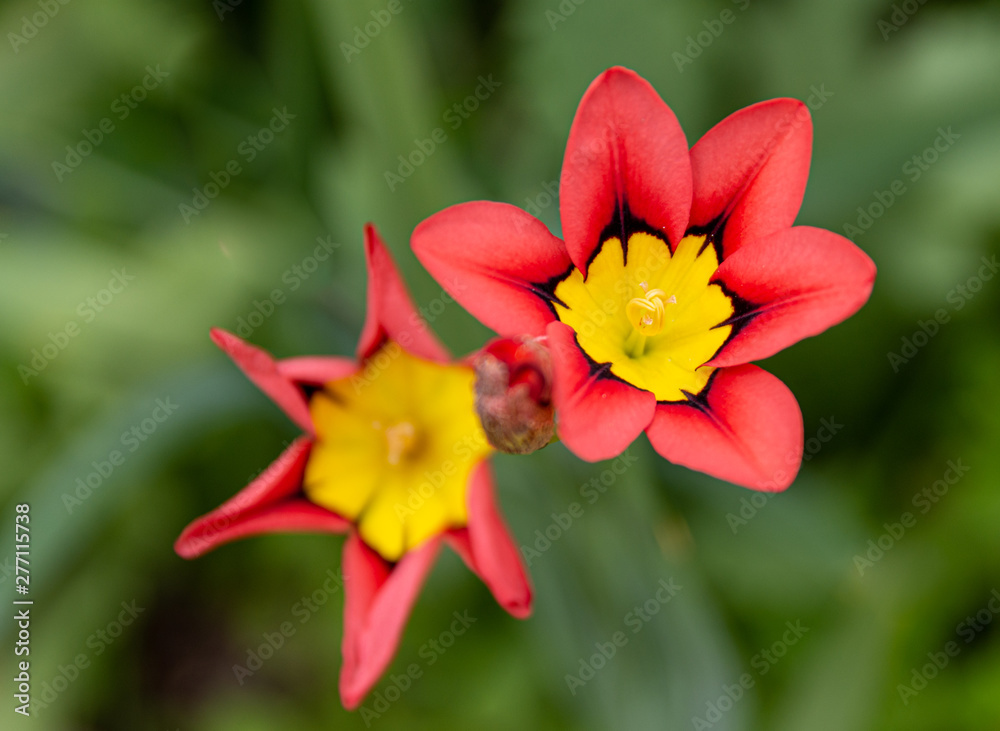 Fototapeta premium Red, yellow and black ornamental summer flower