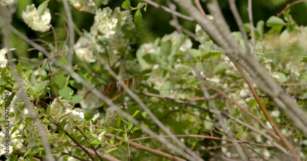 Red admiral butterfly on white flowers flies away. Close up slow mo Red admiral butterfly on white flowers flies away. Close up slow mo