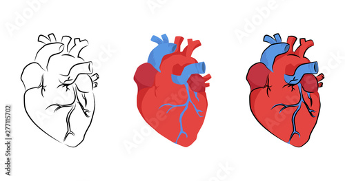 human heart organ in different styles, vector