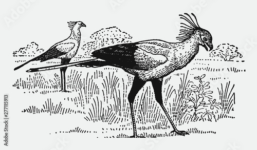 Two African secretary birds sagittarius serpentarius walking on an open grassland. Illustration after a vintage engraving from the early 20th century