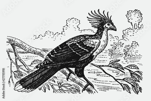 Hoatzin, opisthocomus hoazin sitting on a branch. Illustration after an antique engraving from the early 20th century