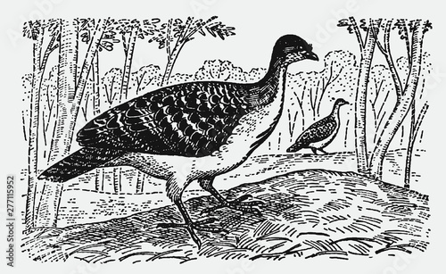 Malleefowl (leipoa ocellata) standing on its constructed nesting mound. Illustration after a historical engraving from the early 20th century.