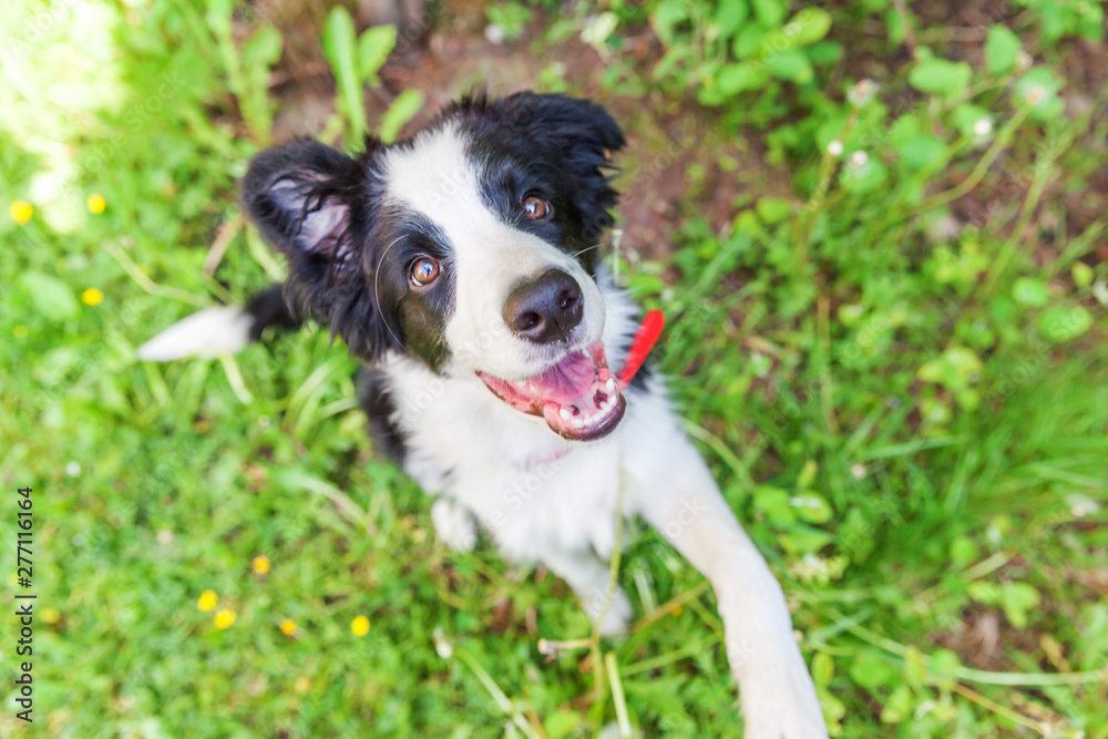 Funny outdoor portrait of cute smilling puppy border collie sitting on park or garden background. New lovely member of family little dog gazing and waiting for reward. Pet care and animals concept
