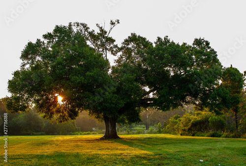 Fototapeta Naklejka Na Ścianę i Meble -  Sun shining through a tree in the park