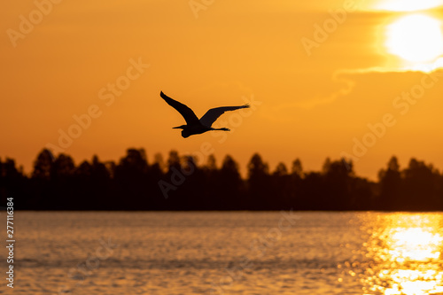 Silhouette of a egret flying at sunrise in the orange sky