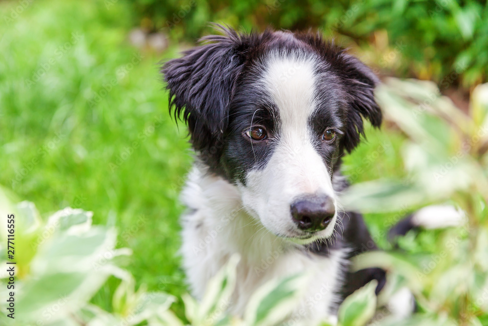 Funny outdoor portrait of cute smilling puppy border collie sitting on park or garden background. New lovely member of family little dog gazing and waiting for reward. Pet care and animals concept