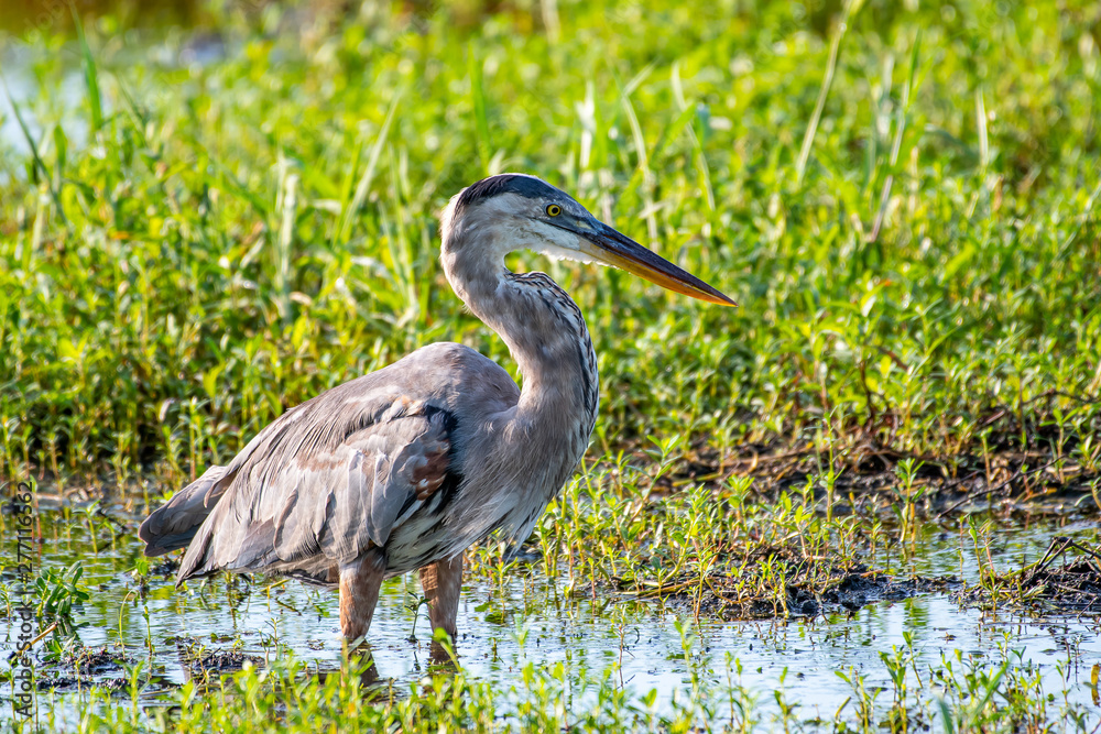 Fototapeta premium Great blue heron poses for a portrait