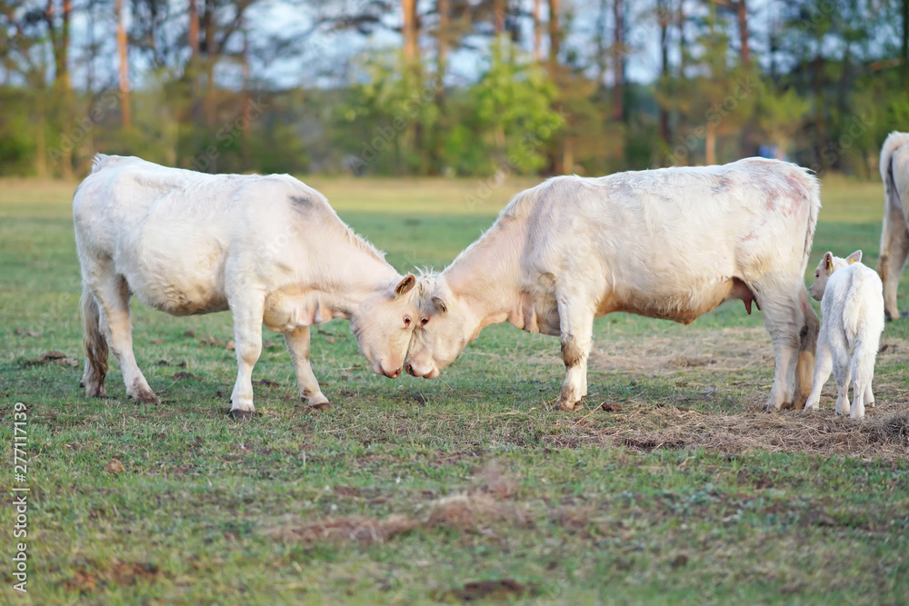 Two white Charolais cows with pierced ears standing outdoors on a green pasture with a hay on sunset Two white Charolais cows with pierced ears standing outdoors on a green pasture with a hay on sunset