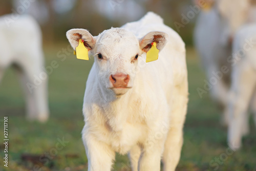 Papier peint The portrait of a white Charolais calf with pierced ears posing outdoors standin