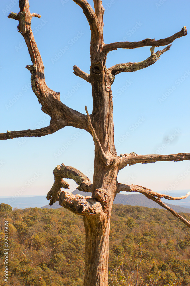 Dead Tree Dead Tree