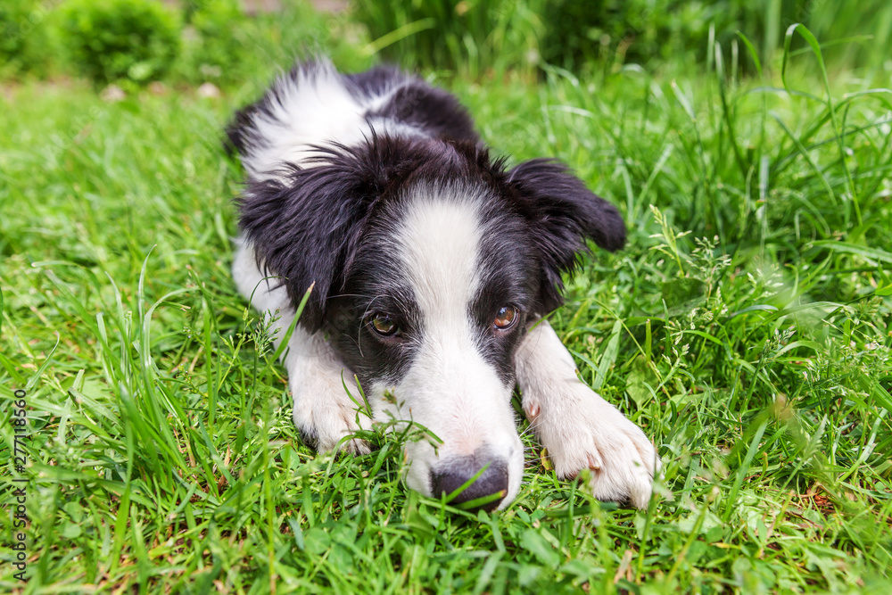 Funny outdoor portrait of cute smilling puppy border collie lying down on grass background. New lovely member of family little dog gazing and waiting for reward. Pet care and animals concept