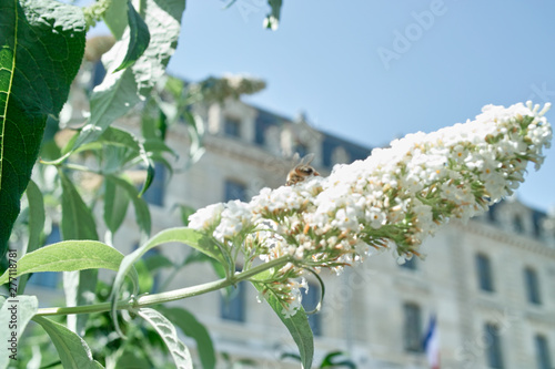 花, パリ, 蜂, 夏 photo