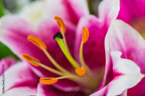 Close up of a bright pink and white lily flower.