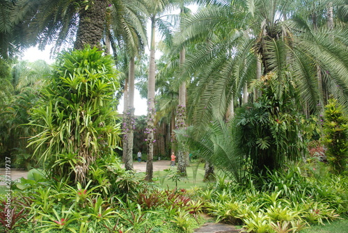 tropical jungle in Brazil