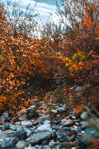 A long nature pathway between autumn bushes and small trees following up, with round stones from a river and yellowed fallen leaves on the ground; fall in Altai mountains, Russia, selective focus