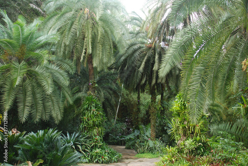 palm tree in tropical garden