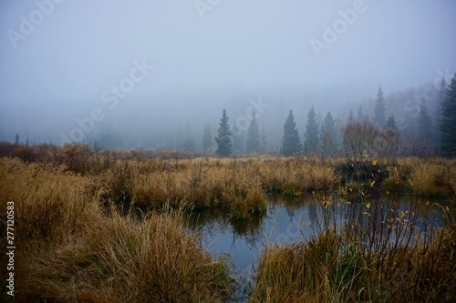 Foggy pond