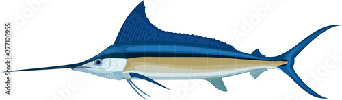 vector swordfish Atlantic blue marlin