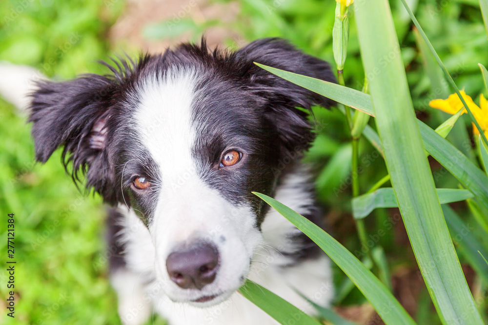 Funny outdoor portrait of cute smilling puppy border collie sitting on park or garden background. New lovely member of family little dog gazing and waiting for reward. Pet care and animals concept