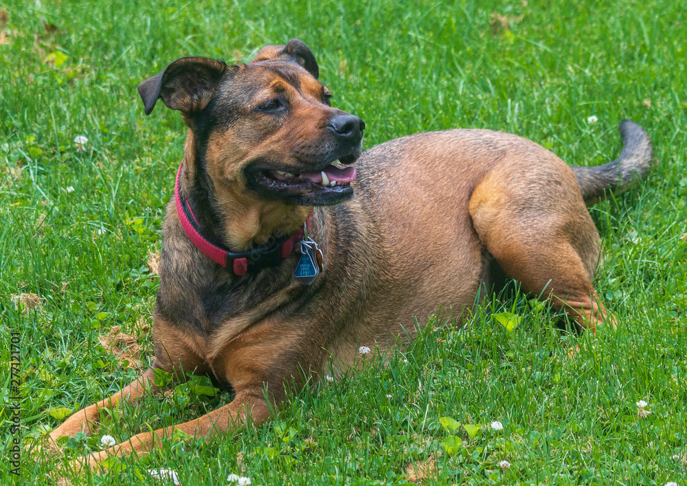 Red and black mixed breed dog on the grass