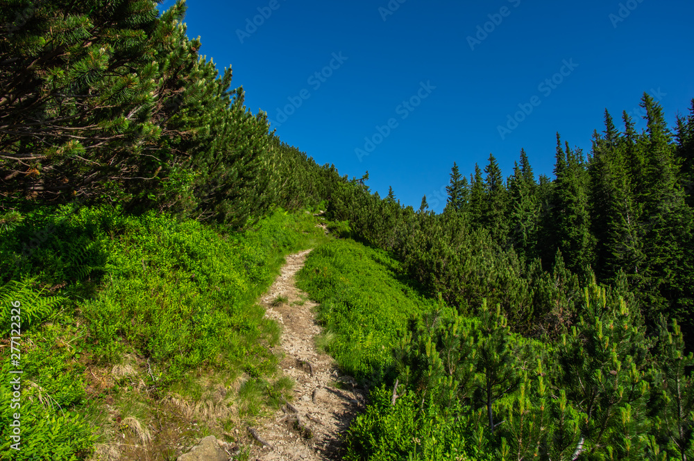Summer trail in the mountains