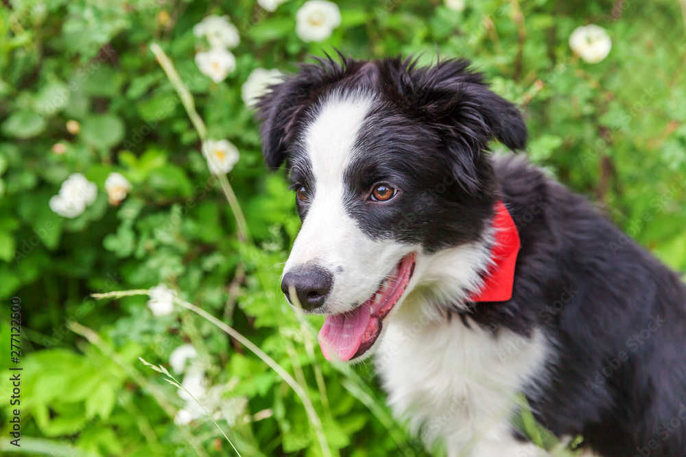 Funny outdoor portrait of cute smilling puppy border collie sitting on park or garden background. New lovely member of family little dog gazing and waiting for reward. Pet care and animals concept