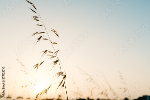 Sprigs of dried plants in summer  nature background.