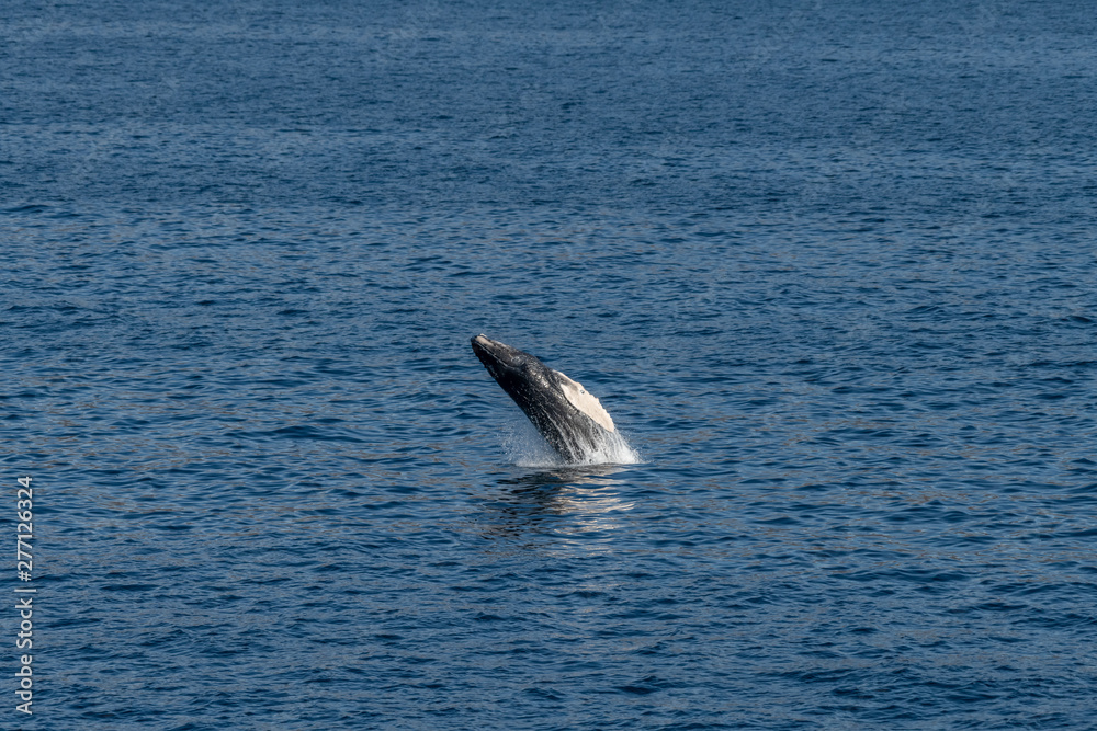 Fototapeta premium Humpback Whale breaching