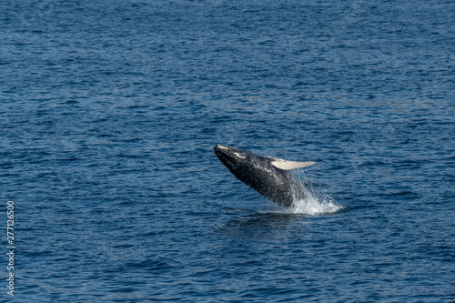 Humpback Whale (Megaptera novaeangliae) breaching off the coast of Baja California, Mexico.
