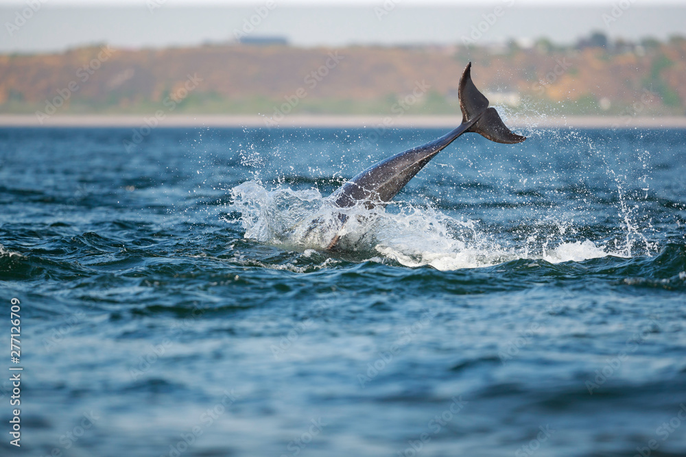Fototapeta premium leaping bottlenose dolphin