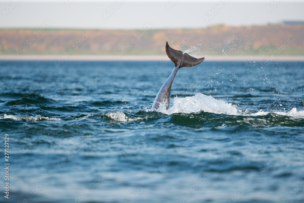 Naklejka premium leaping bottlenose dolphin