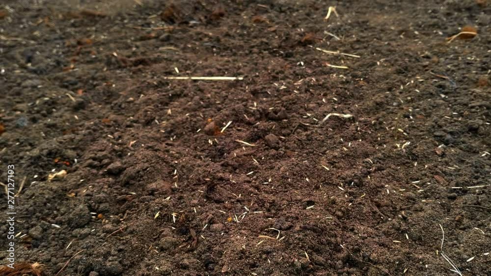Ascending view of recently sown grass seeds in soil