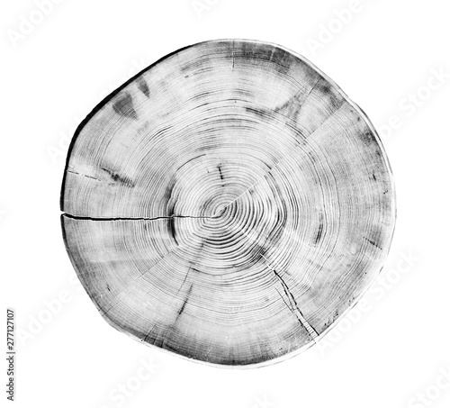 Black and white wood texture of tree rings from a slice of log. Grayscale wooden stump isolated on white.