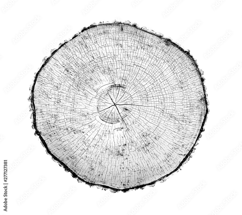 Black and white wood texture of tree rings from a slice of log. Grayscale wooden stump isolated on white.