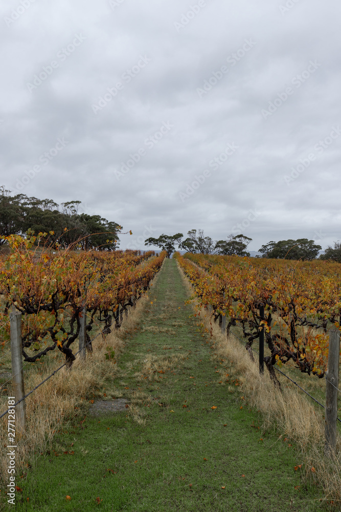 A view between lines of vineyard.