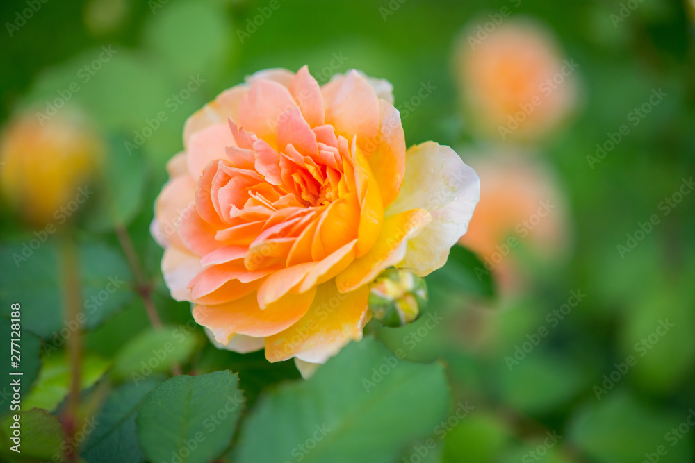 yellow rose yellow rose