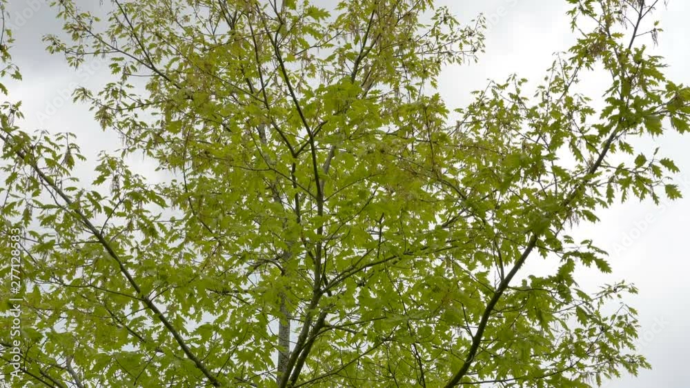 23249_The_green_leaves_of_the_oak_tree_outside.mov 23249_The_green_leaves_of_the_oak_tree_outside.mov