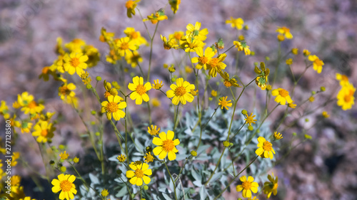 yellow brittlebush flowers near ajo in arizona photo