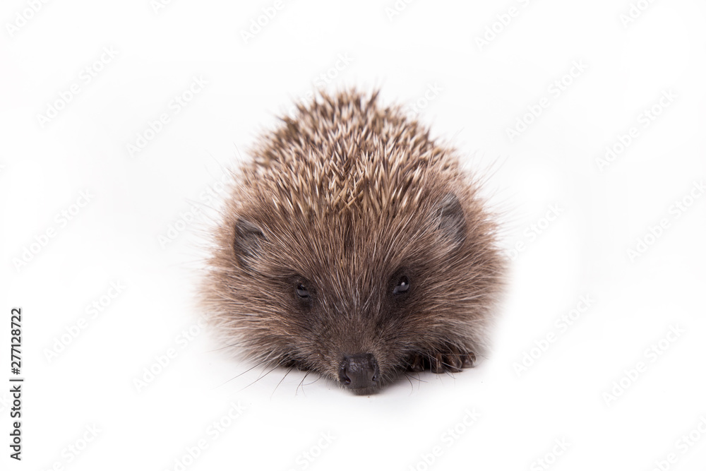 Hedgehog isolated on white background Close-up