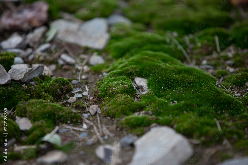 Moss up close Moss up close