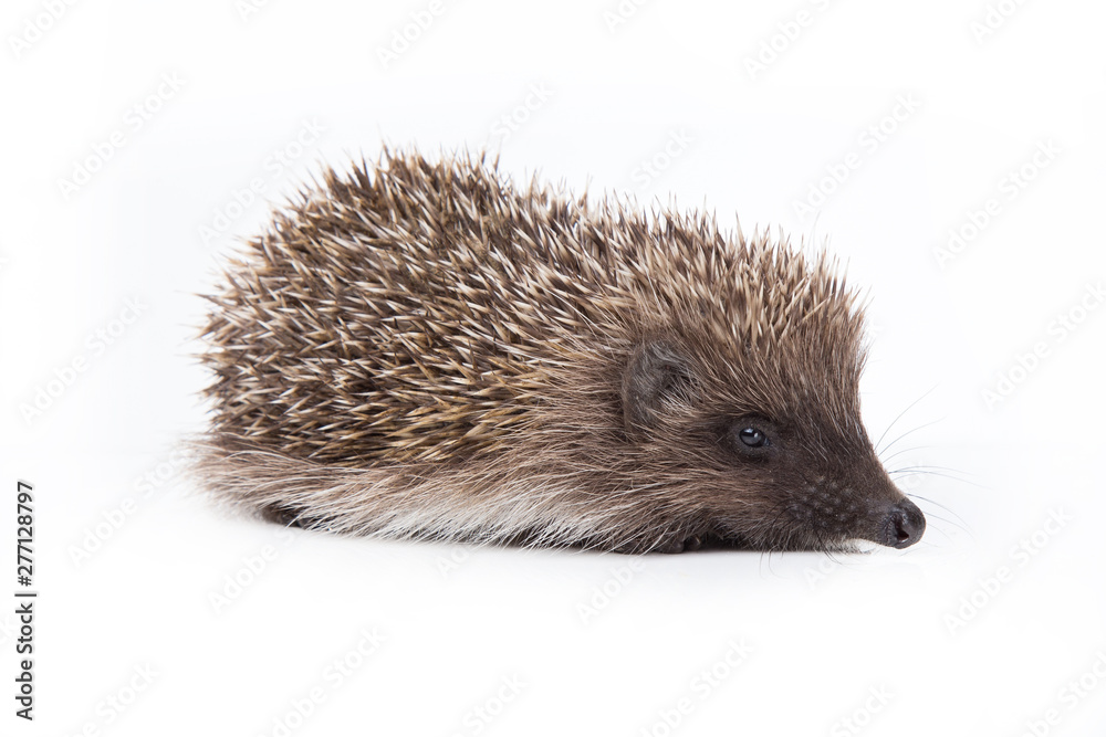 Hedgehog isolated on white background Close-up Hedgehog isolated on white background Close-up