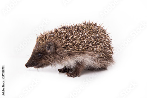 Hedgehog isolated on white background Close-up