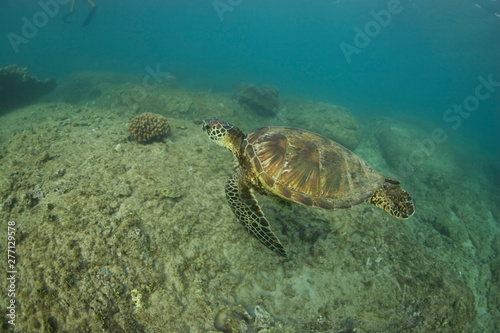 Turtle Swimming © Gavin