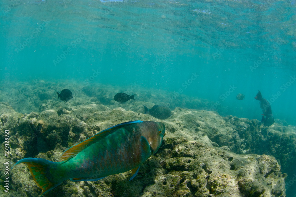 Fototapeta premium Swimming parrot fish