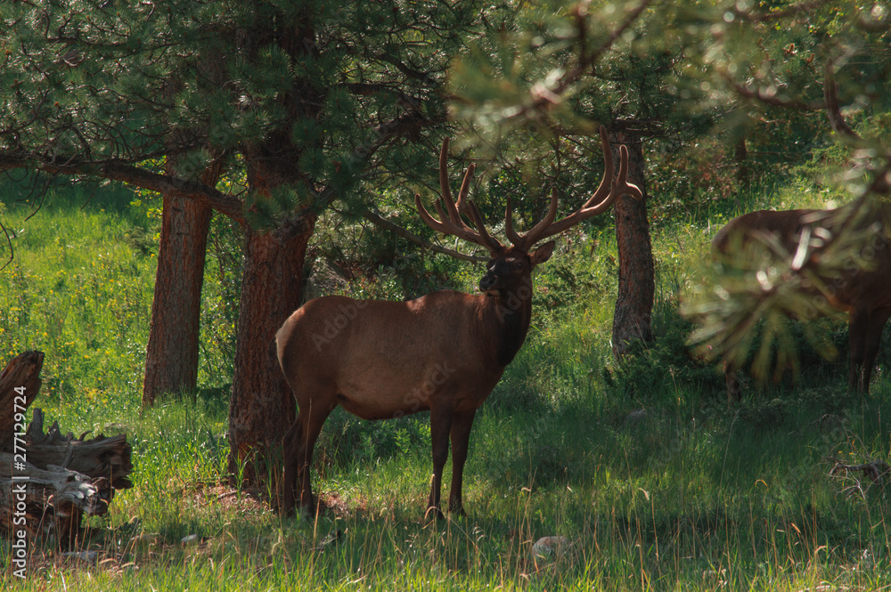 RMNP elk RMNP elk