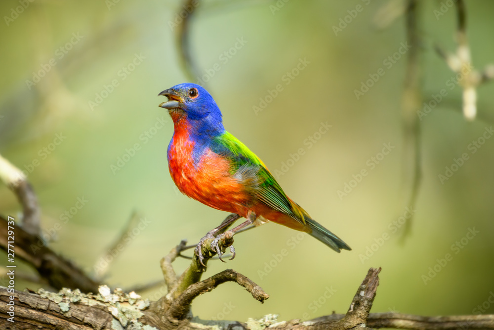 Painted bunting - Passerina ciris - perched on branch, singing. Full profile.