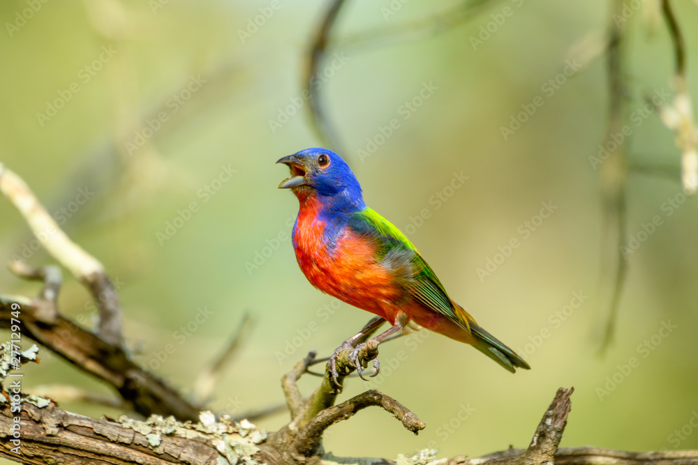 Painted bunting - Passerina ciris - perched on branch, singing. Full profile. Painted bunting - Passerina ciris - perched on branch, singing. Full profile.
