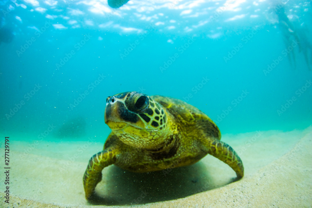 Obraz premium Turtle Swimming