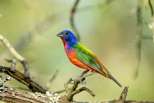 Painted bunting - Passerina ciris - perched on branch. Full profile. photo